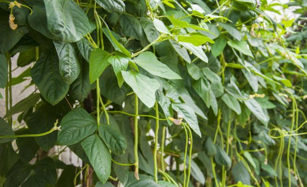 夏天蔬菜有哪些品种