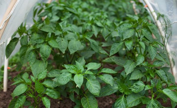 夏天蔬菜有哪些品种