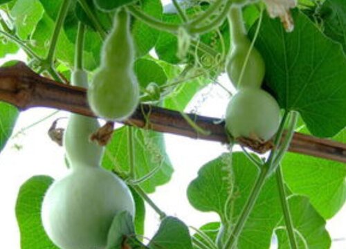 小葫芦种子的种植方法和时间