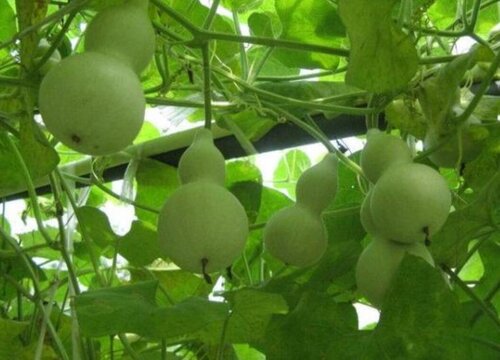 小葫芦种子的种植方法和时间