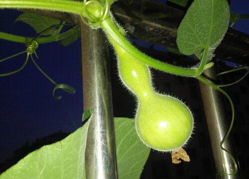 小葫芦种子的种植方法和时间