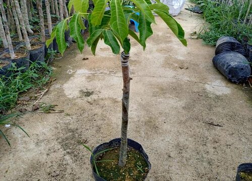 杜英花期是什么时候