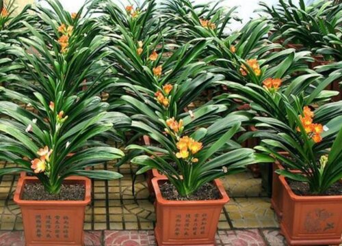 夏天君子兰晒伤如何修复