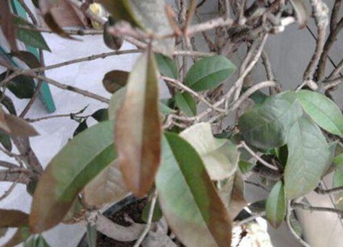 桂花病虫害防治技术与方法措施