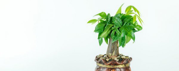 属相猪的人养什么植物