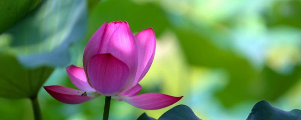 家里摆什么装饰花好运气好