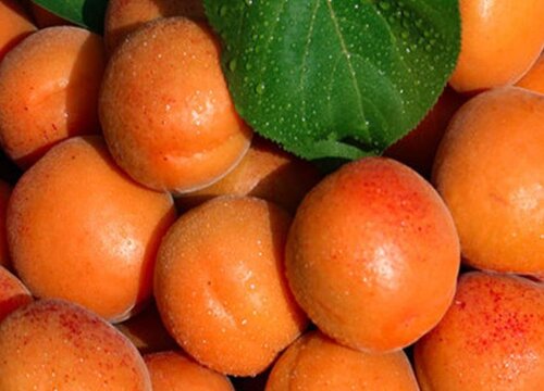 杏子是热性还是凉性的