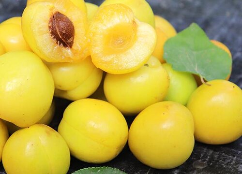 杏子是热性还是凉性的