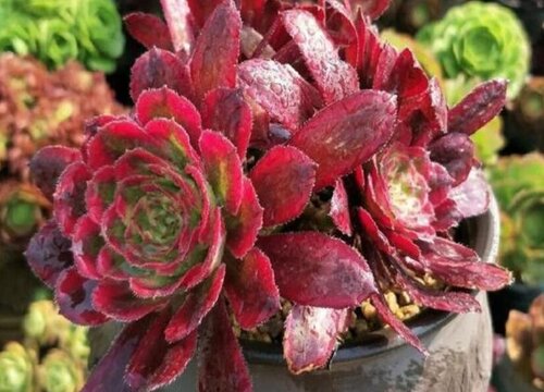 法师怎么度夏安全