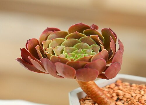 法师怎么度夏安全