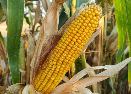 玉米施追肥的最佳时间