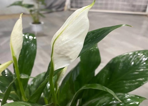 一帆风顺的繁殖方法和注意事项