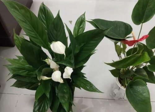 一帆风顺的繁殖方法和注意事项