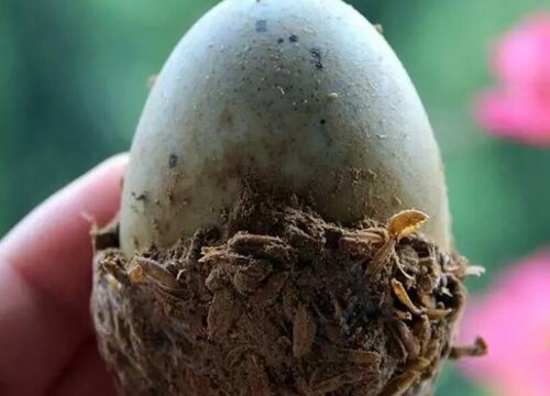 皮蛋壳可以做花肥吗