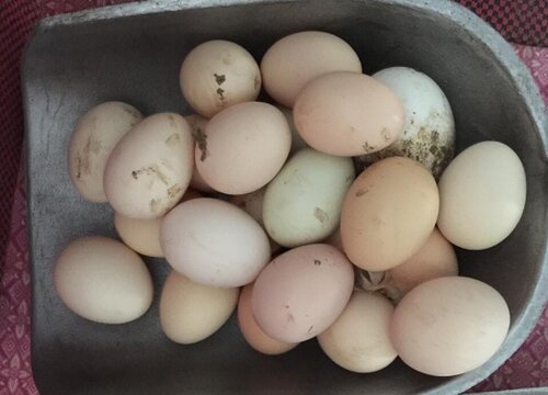 皮蛋壳可以做花肥吗