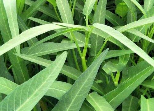 空心菜种子催芽方法