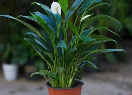 一帆风顺换土怎么换