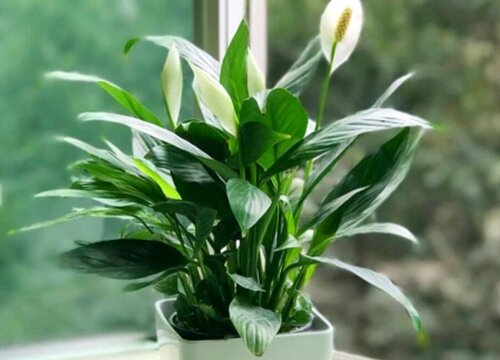 一帆风顺换土怎么换