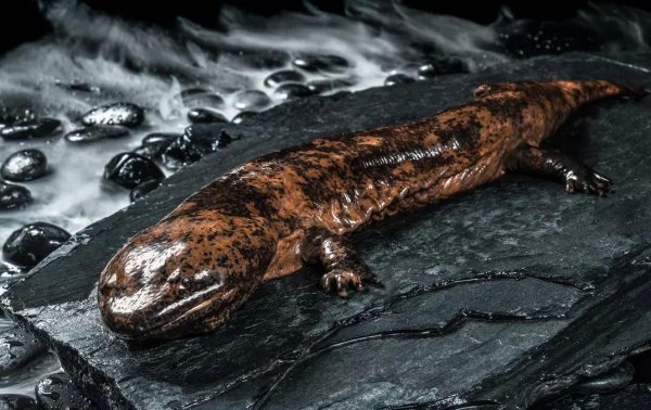 娃娃鱼是什么动物类型物种