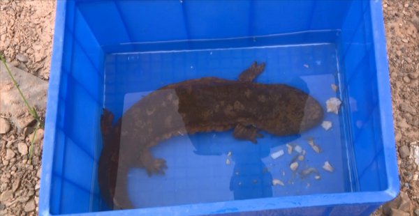 娃娃鱼是什么动物类型物种