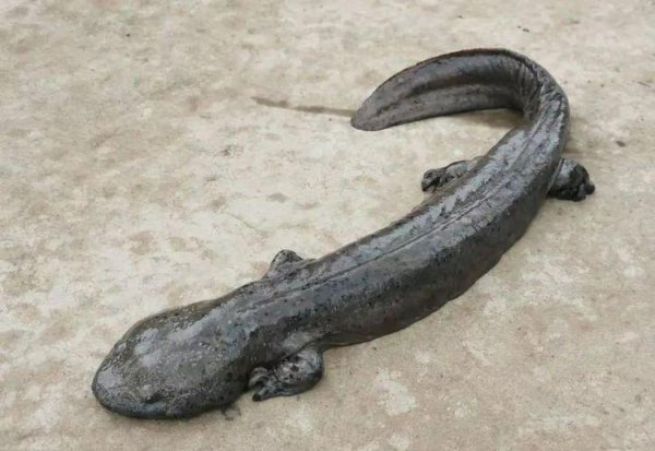 娃娃鱼是什么动物类型物种