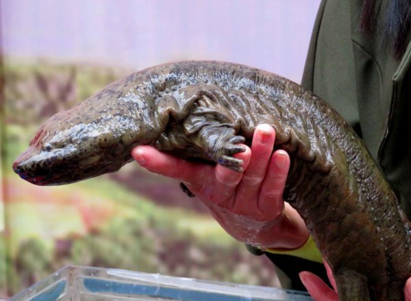 娃娃鱼是什么动物类型物种