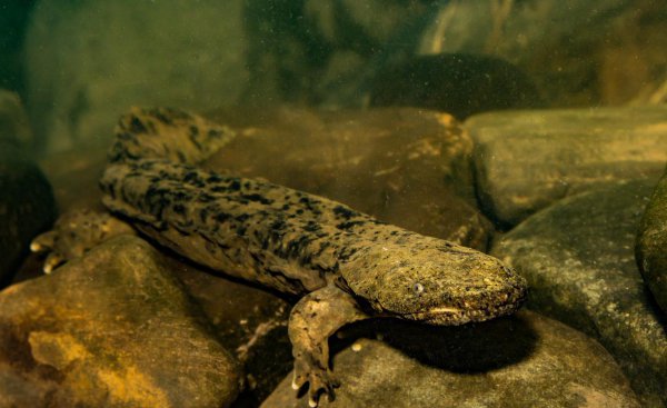 娃娃鱼是什么动物类型物种