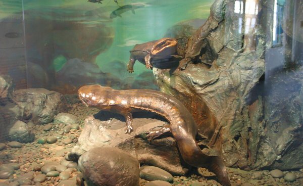 娃娃鱼是什么动物类型物种