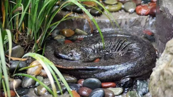 娃娃鱼是什么动物类型物种