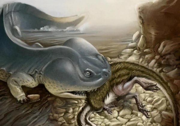 娃娃鱼是什么动物类型物种