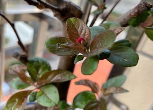 四季海棠过冬最低温度