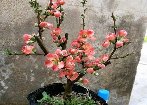 四季海棠过冬最低温度