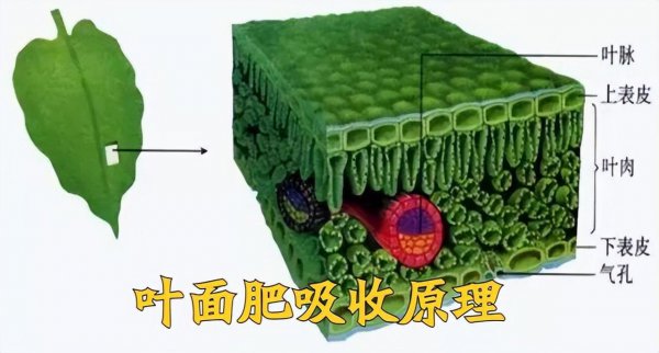 叶面肥什么时候打效果好