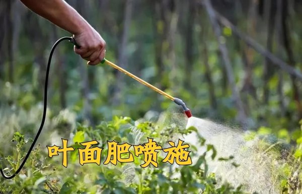 叶面肥什么时候打效果好