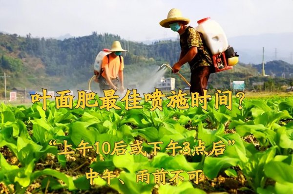 叶面肥什么时候打效果好