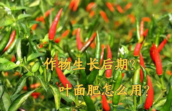 叶面肥什么时候打效果好