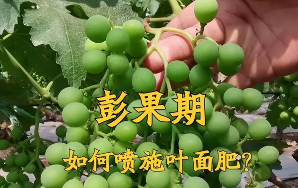 叶面肥什么时候打效果好