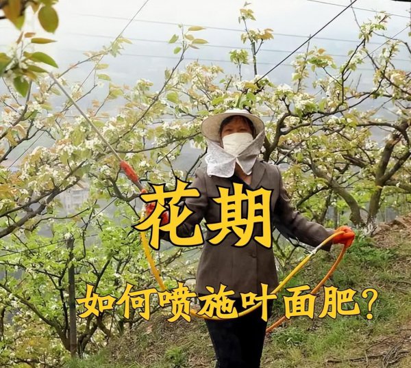 叶面肥什么时候打效果好