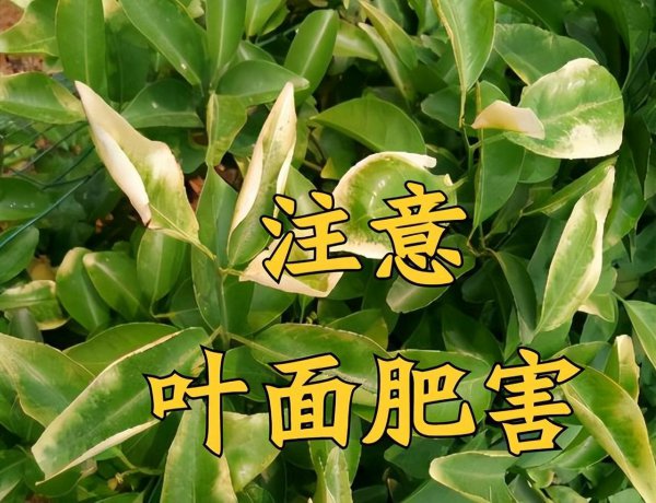 叶面肥什么时候打效果好