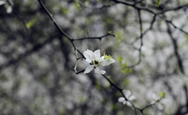 自嘲是什么意思有什么含义