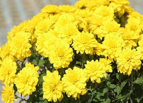 菊花的品质和精神