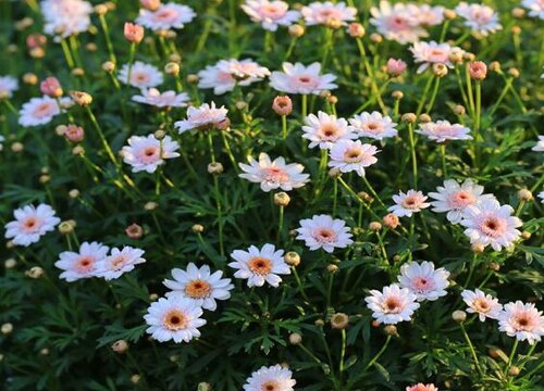 菊花的品质和精神