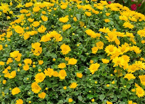 菊花的品质和精神