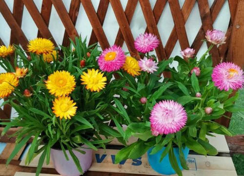 菊花的品质和精神