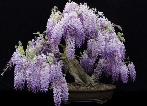 紫藤是乔木还是灌木植物