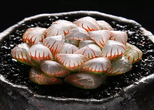 多肉玉露怎么浇水