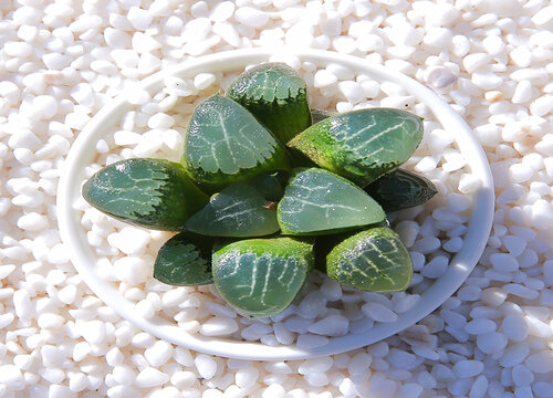 多肉玉露怎么浇水