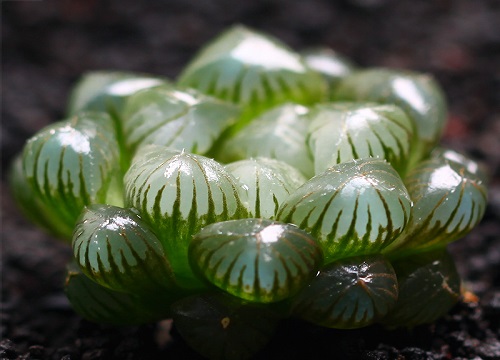 多肉玉露怎么浇水