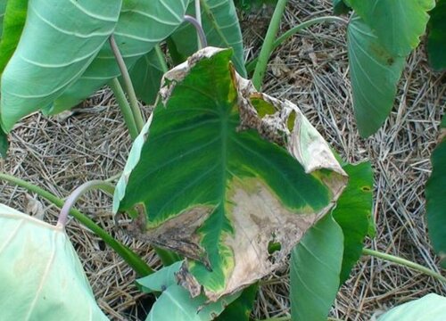 槟榔芋病虫害防治技术与方法措施