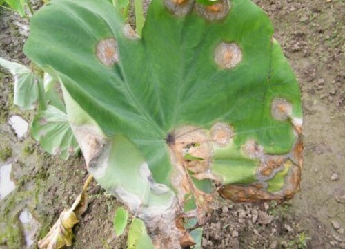 槟榔芋病虫害防治技术与方法措施